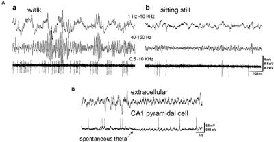 Hippocampal non-theta state: The “Janus face” of information processing